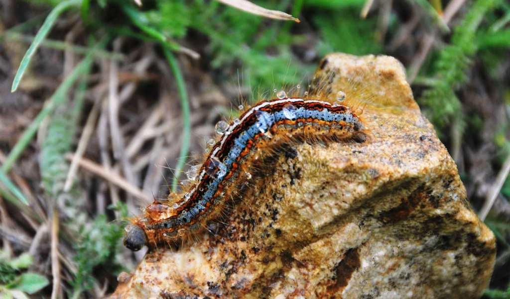 Domenica erpeto-entomologica